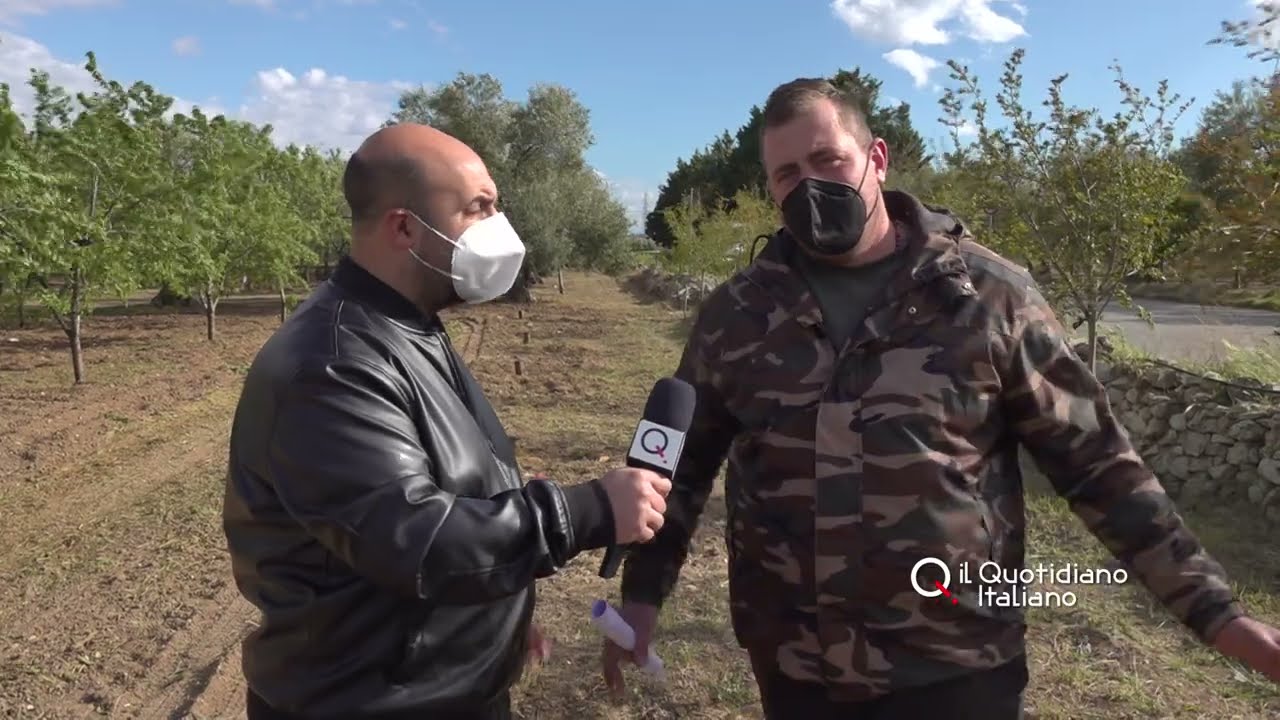 Bitonto, sfregio alla guardia campestre: tagliati 50 alberi nel suo fondo
