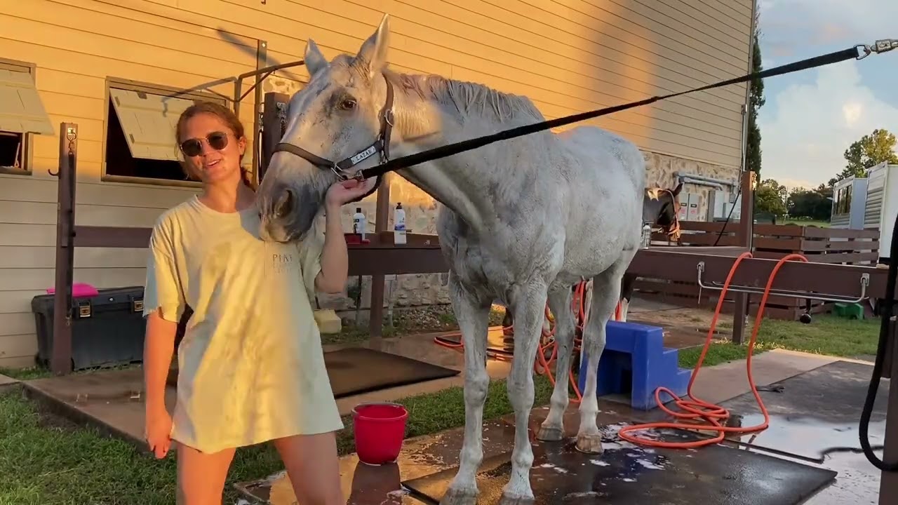Horsemanship Part 3