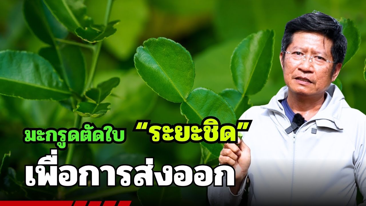 มะกรูดตัดใบระยะชิดเพื่อการส่งออก