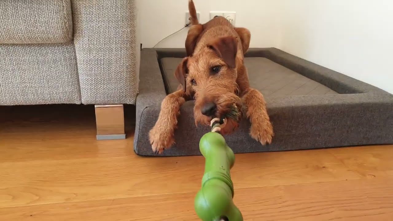 Lennox liebt Zerrspiele