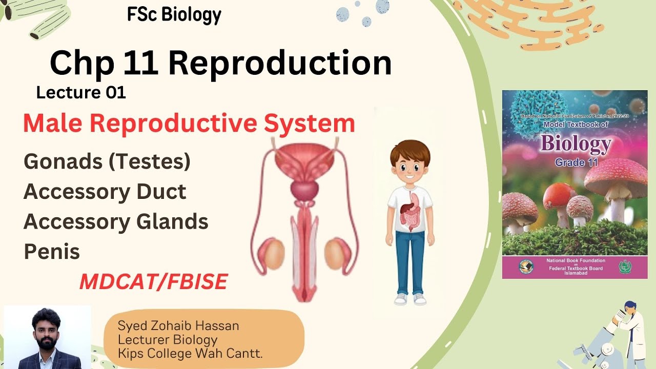 Lecture 01 |Male Reproductive System) |Chap 11: Reproduction | 1st year Biology | By Zohaib Hassan