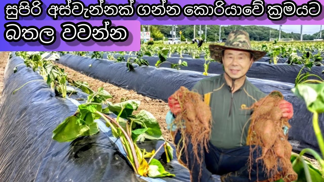 කොරියාවේ බතලවගාව Sweet Potato Cultivation in Korea @korean govibima කොරියන් ගොව්බිම 