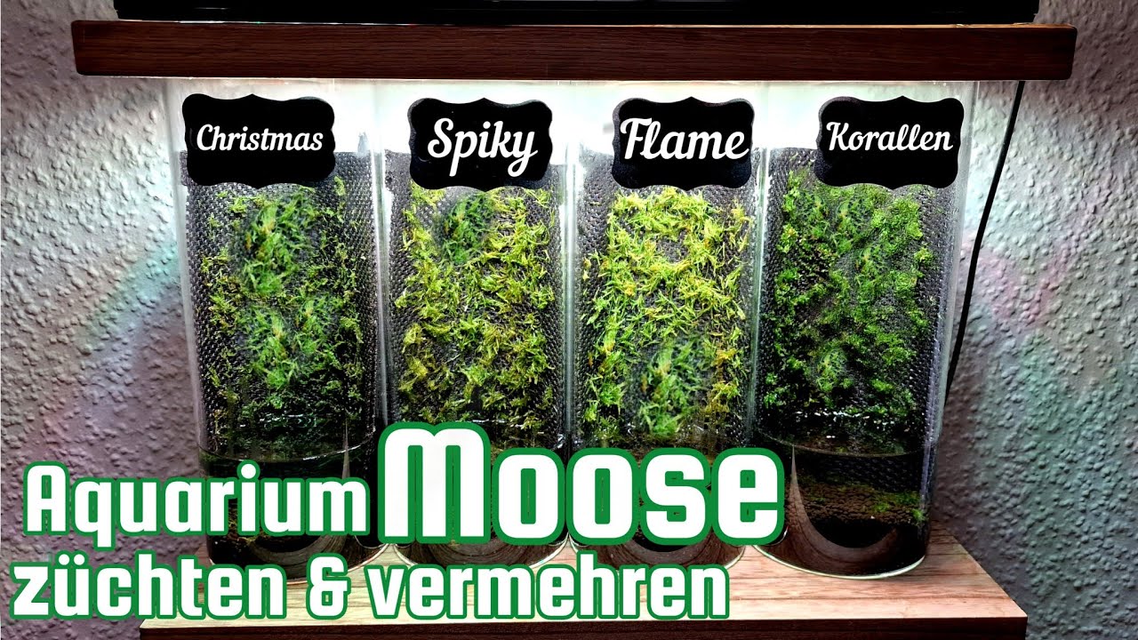 ANLEITUNG - Aquarium-MOOSE vermehren! Meine Stylische Zuchtanlage