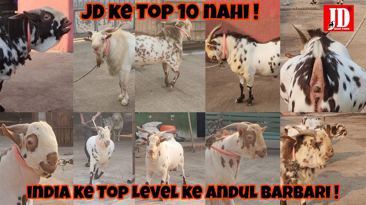 JD ke Top 10 Nahi ! INDIA Ke Top Level Ke Andul Barbari | JD Goat Farm