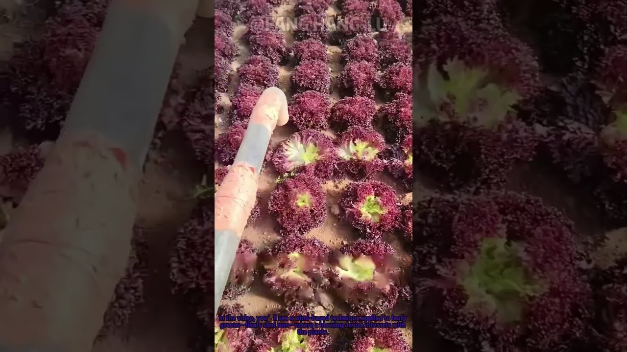 Vegetable Farming Hack: Blowing Leafy Greens for Higher Yield & Income | Agri Tip