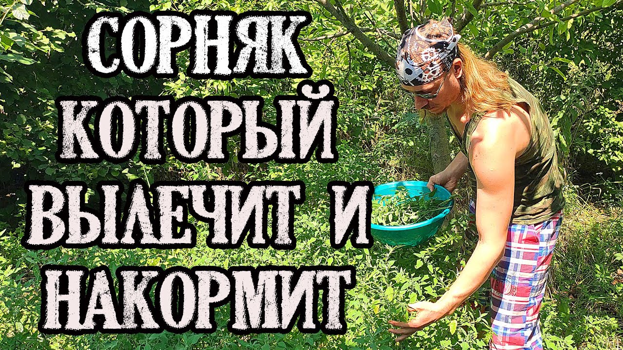 Лебеда (марь белая) –  сорняк, который вылечит и накормит.