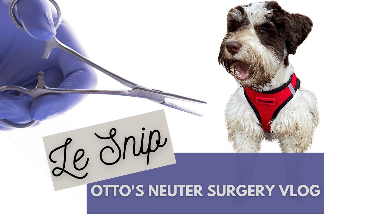 Puppy Vlog - Miniature Schnauzer Puppy Gets Neutered