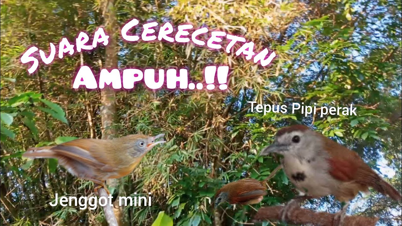 Suara Crecetan Tepus Pipi Perak Vs Jenggot Mini Paling Ampuh