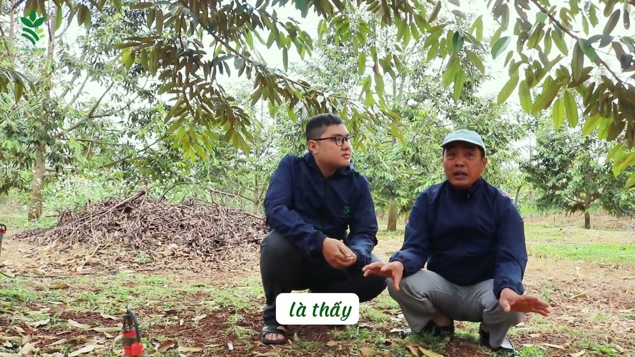 Vì sao cùng một cây mà bông ra đều, không bị đơ cành trên cây sầu riêng