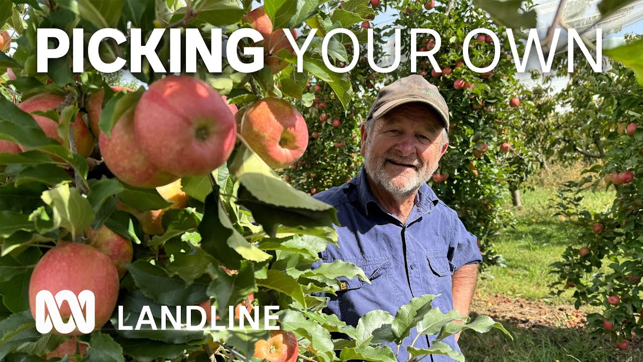 Pick-your-own farms are becoming increasingly popular with growers and customers 🍎👨‍🌾🍓| ABC Landline