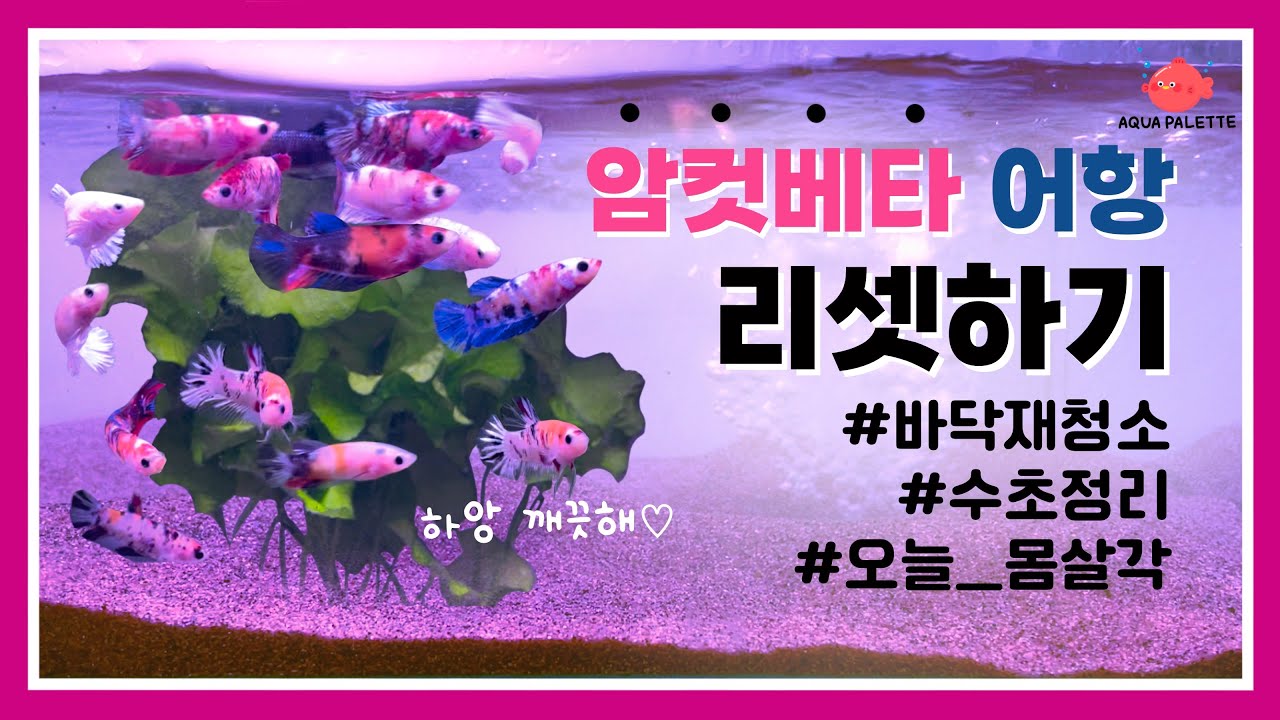 어항리셋하기 | 바닥재청소, 수초정리 | female betta fish tank reset