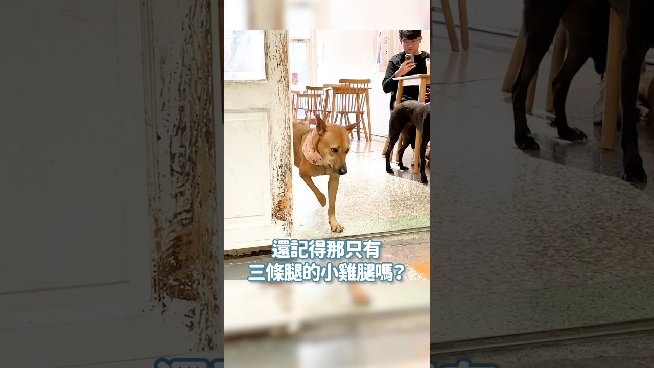 還記得那只有三條腿的小雞腿嗎？當時她被發現時 捕獸夾已經卡在手上...一個月了…現在小雞腿已經回家三個月啦這三個月以來領養人每天都回傳幸福畫面轟炸我們今天也分享給大家~~~~~