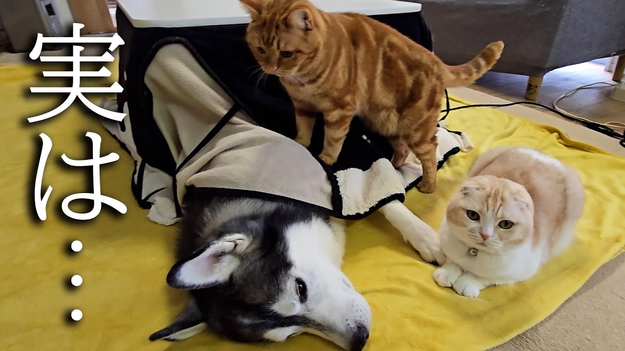 ハスキー犬の異変について...