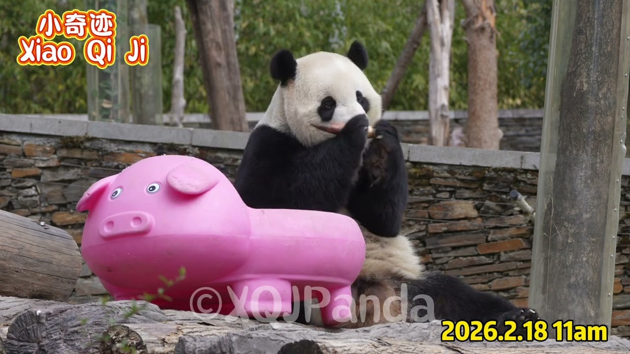 Xiao Qi Ji😘 🌹2026.2.18 11am🌹