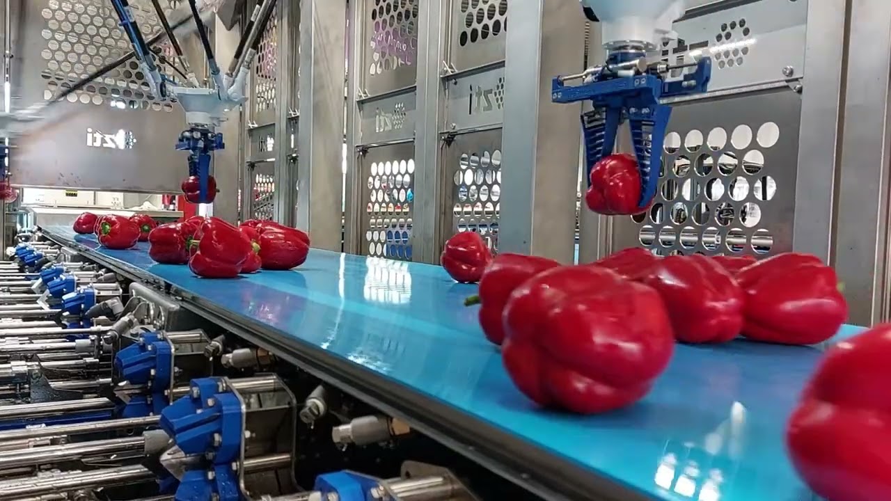 Fully Automated Bell Pepper Line