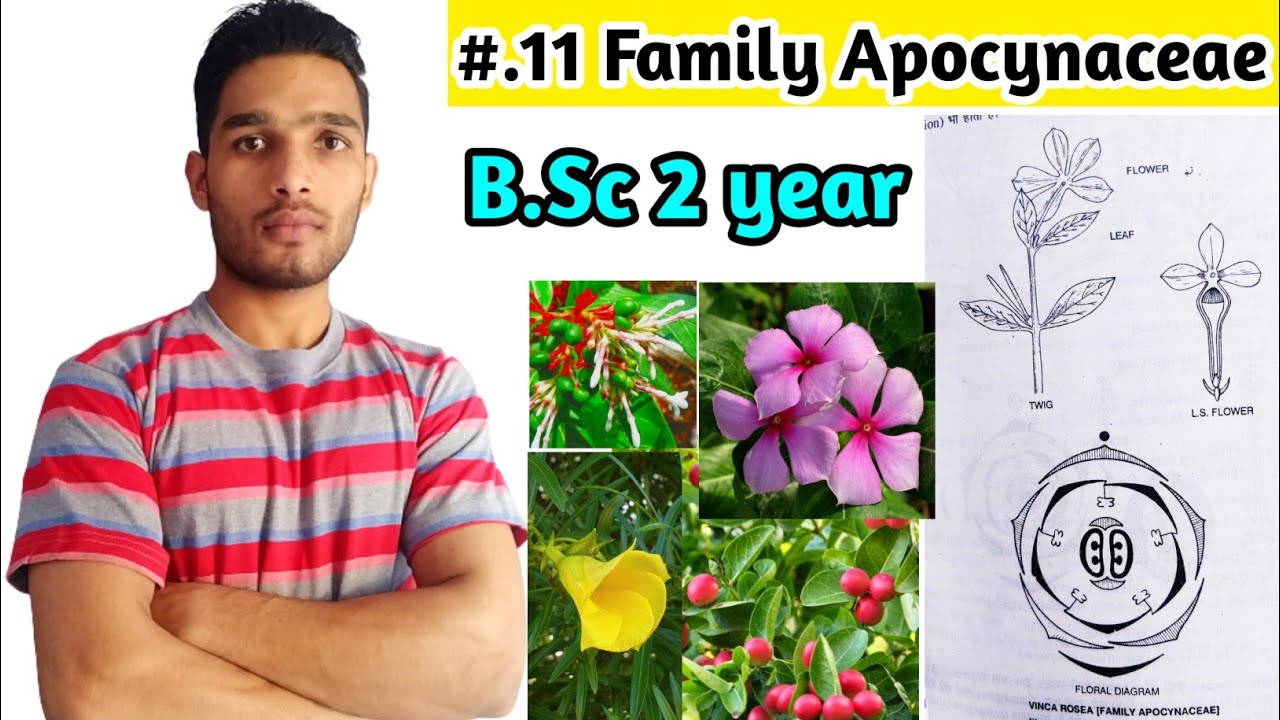 Family Apocynaceae||Vegetative characters||Floral Formula Diagram||Economic Importance||B.Sc 2 year