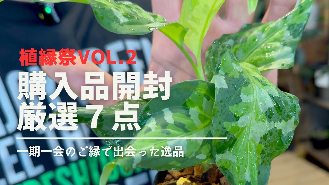 【植縁祭Vol2】アグラオネマの泥沼にハマるのか？