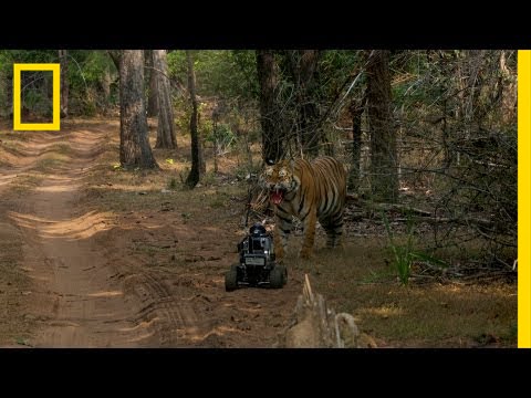Robot vs. Tiger | Nat Geo Live