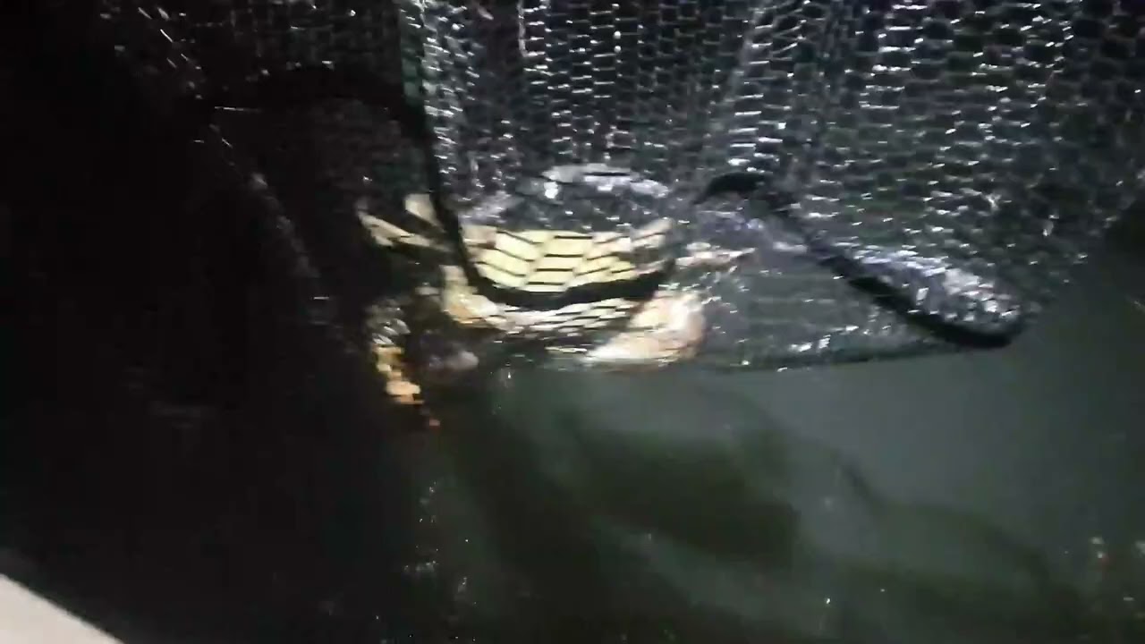 Day 7 part 1 of 14 day Wildfood challenge - Catching mud crabs