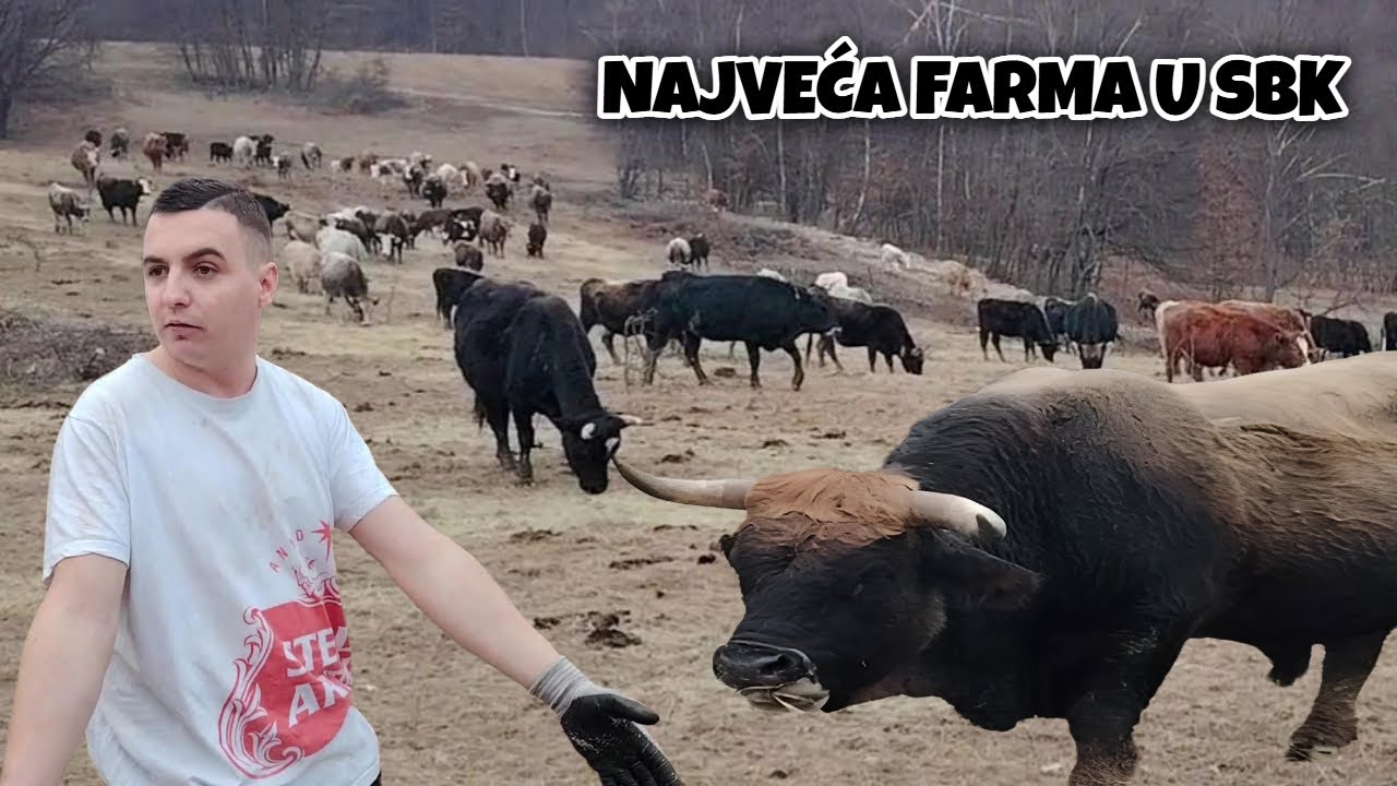 TANASIĆ IZ BUSOVAČE IMA NAJVEĆU FARMU NA KANTONU