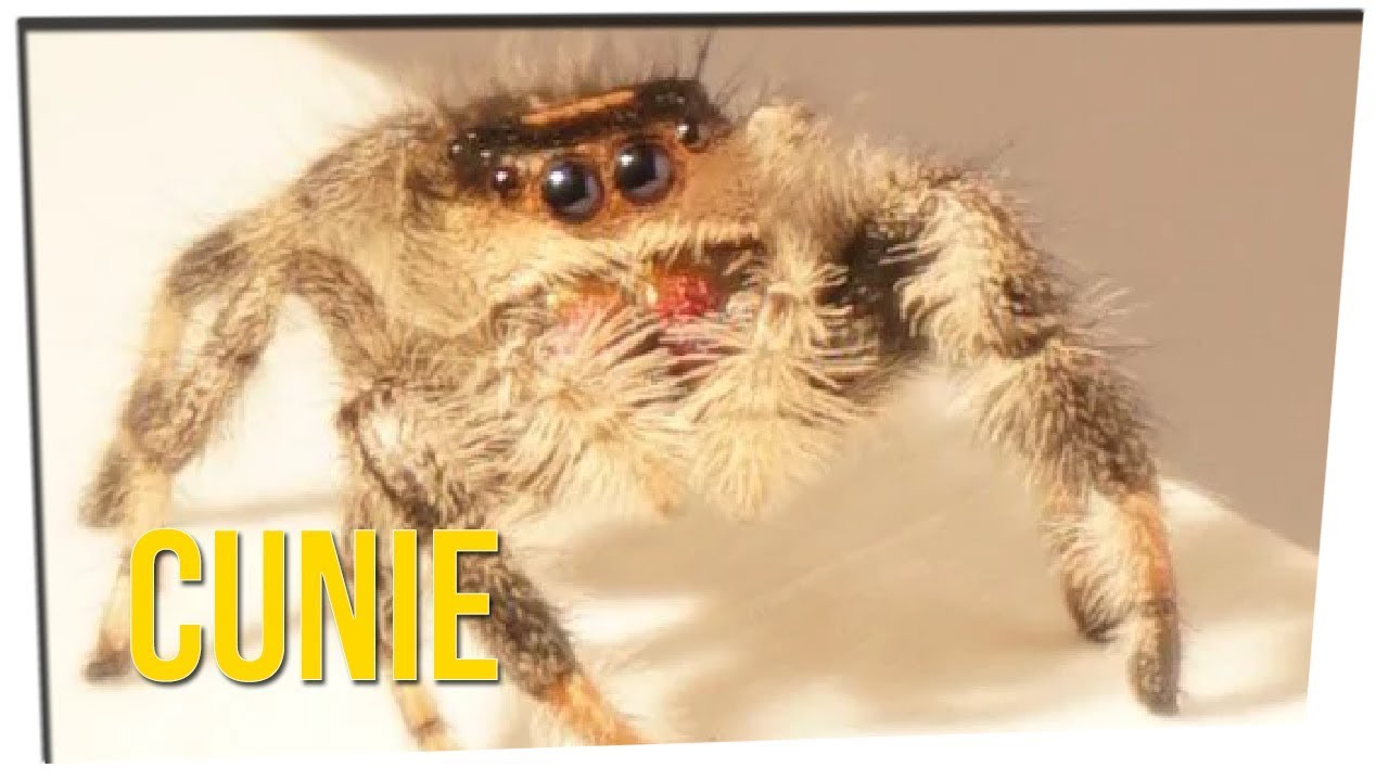 Spider Was Taught to Jump on Command ft. Tim DeLaGhetto & DavidSoComedy