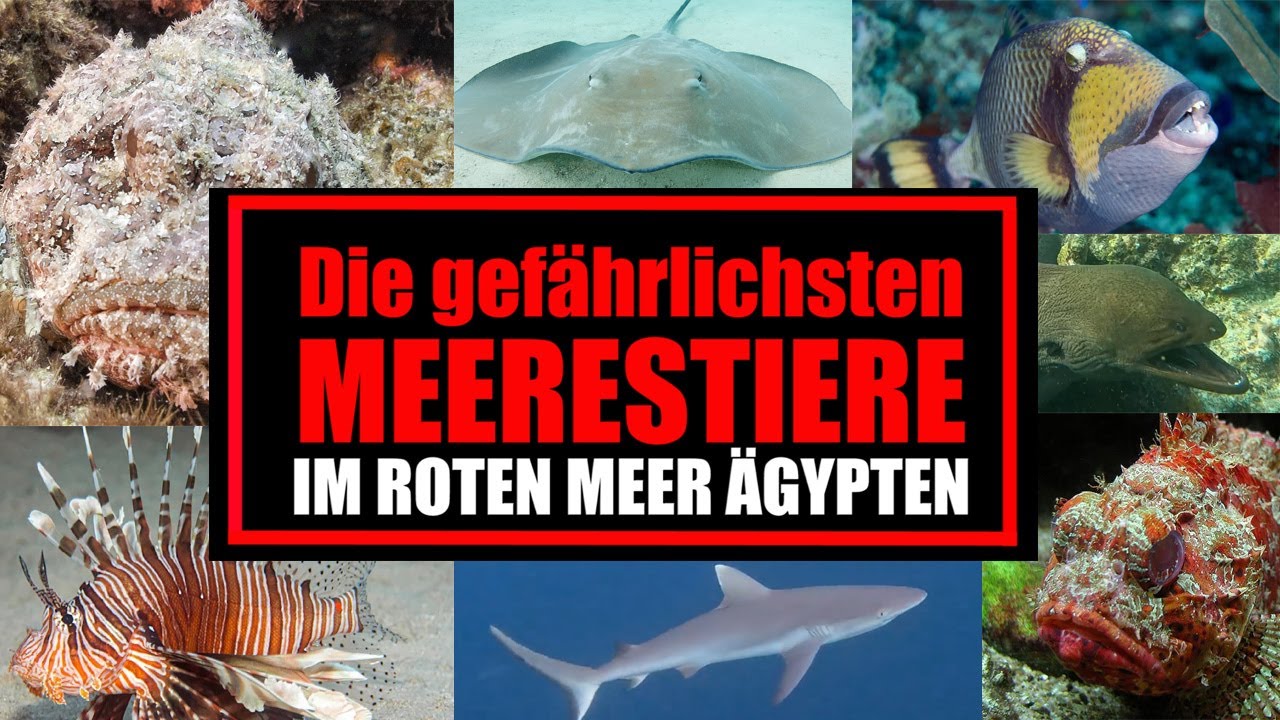 Die gefährlichsten Meerestiere im Roten Meer Ägypten