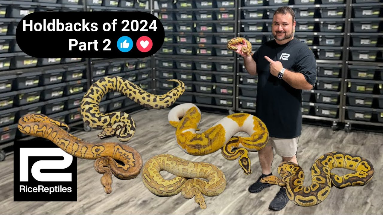 Holdbacks of 2024 - Part 2