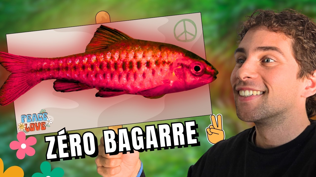 Choisis CES poissons pour réussir ton aquarium communautaire!