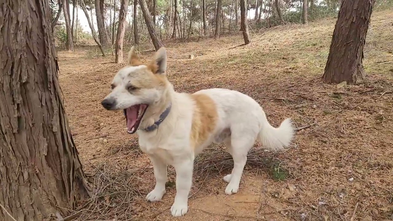 오늘도 멍군이 맥스랑 편백숲 한바퀴