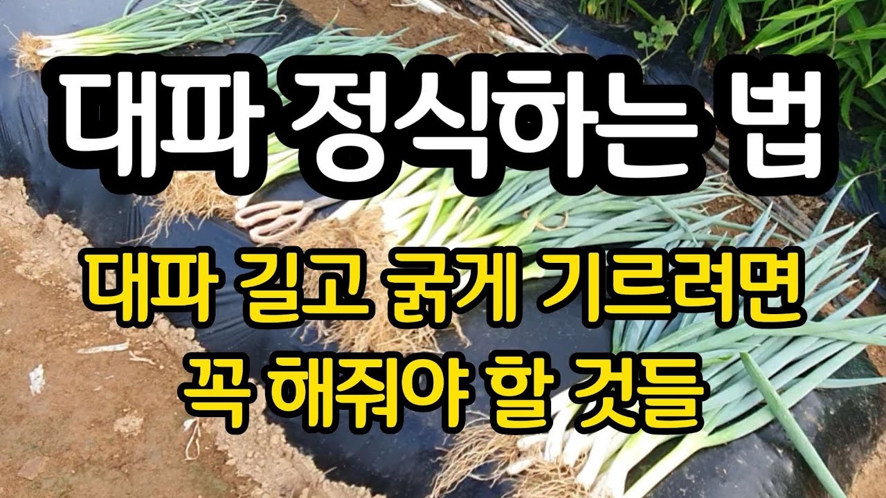 가을 대파 옮겨심기 - 대파 길고 굵게 기르려면 꼭 해줘야 할 것들