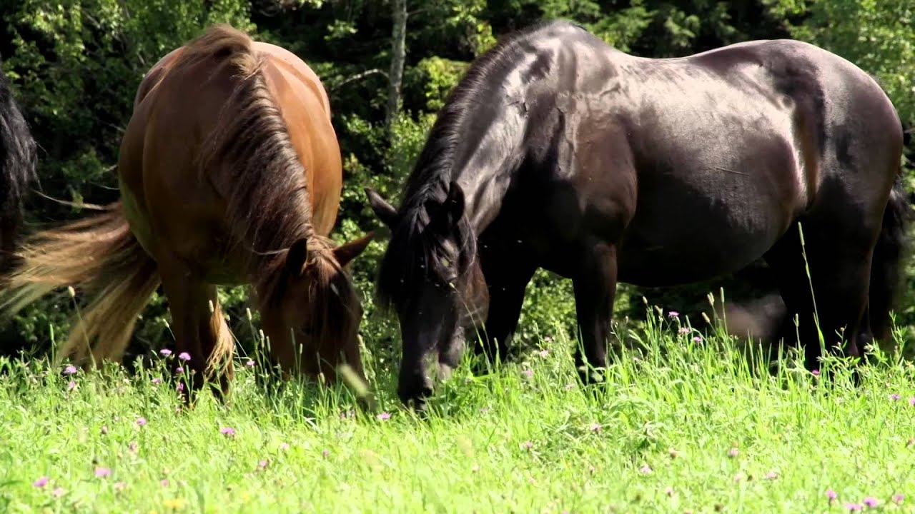 Cheval Canadien (français)