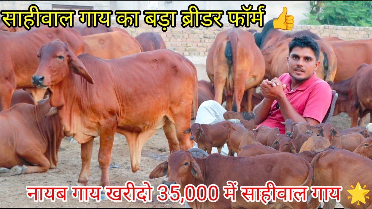 👍साहीवाल गाय का बड़ा ब्रीडर फॉर्म 🌟नायब गाय खरीदो मात्र ही 35,000 में  150 गाय🎁 एक ही जगह 