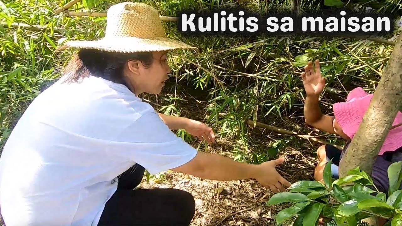 Naghanap kami ng native Kulitis o kalunay sa maisan | BUHAY SA BUKID | PROBINSYA