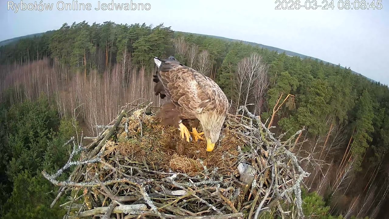Atak bielika na gniazdo rybołow&oacute;w w Jedwabnie / White-tailed eagle attack on osprey nest in Jedwabno