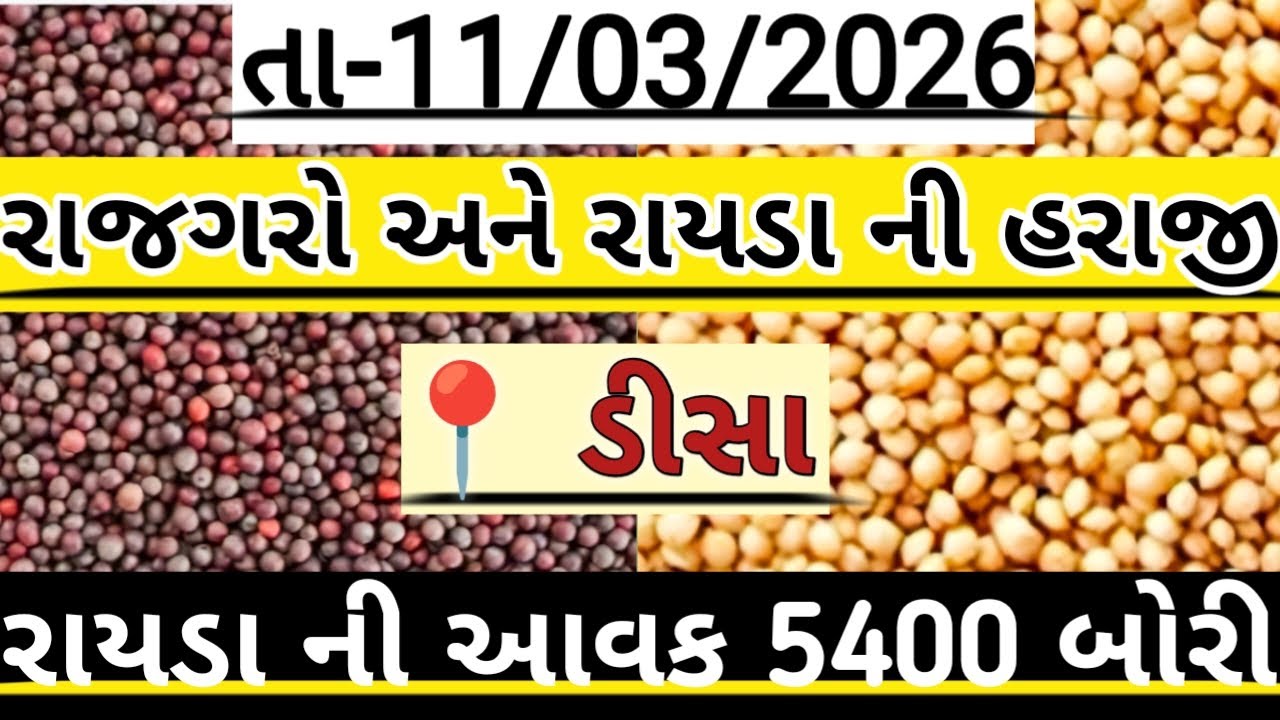 રાજગરો અને રાયડા ની હરાજી//deesa rajgaro and raida ni haraji//अनाज मंडी #deesa #new #trendingvideo 