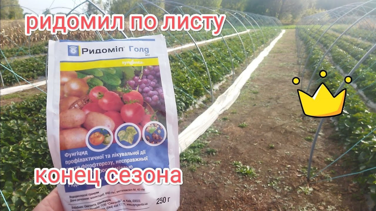 Ридомил голд по листу, осенние работы на клубнике конец сезона