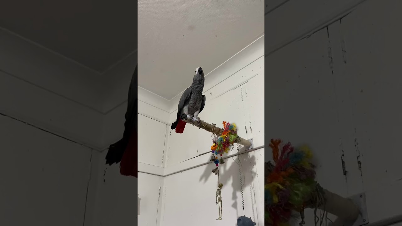 Africa grey dancing to sponge bob square pants
