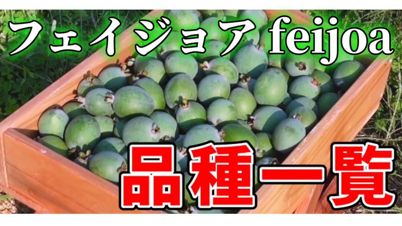 【果樹】フェイジョアの品種一覧【feijoa】