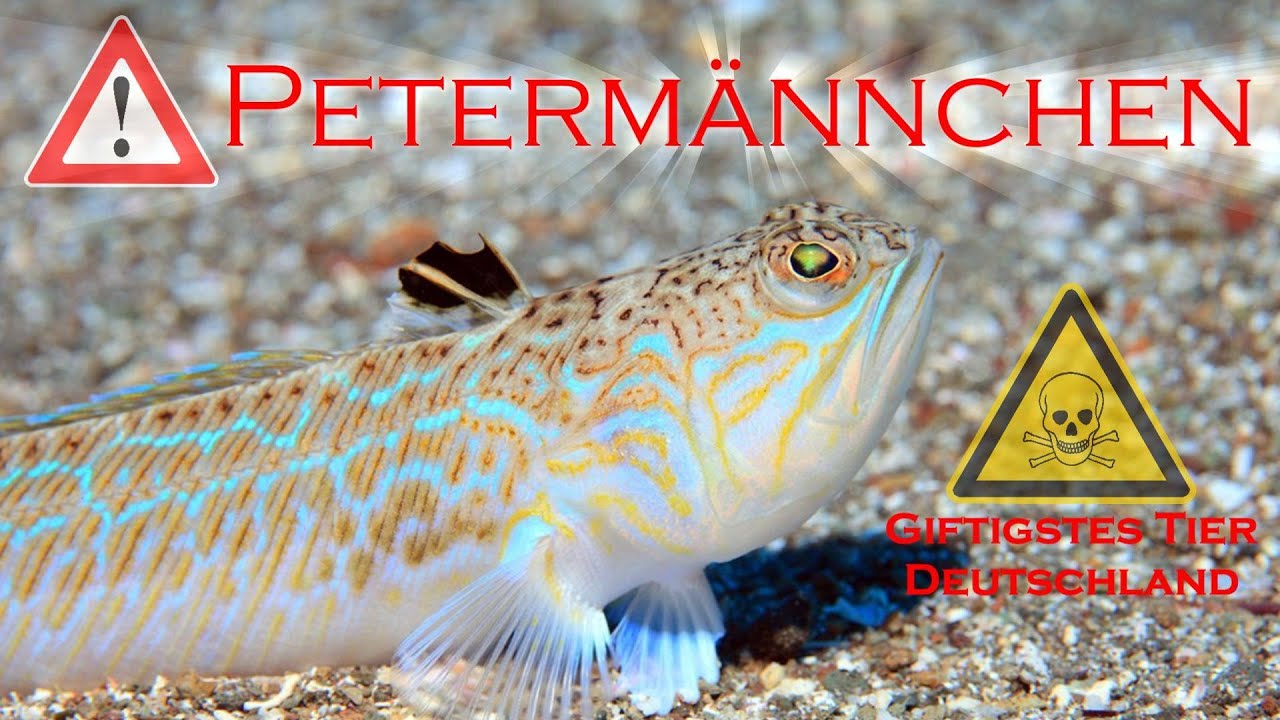 Peterm&auml;nnchen Giftigstes Tier in Deutschland