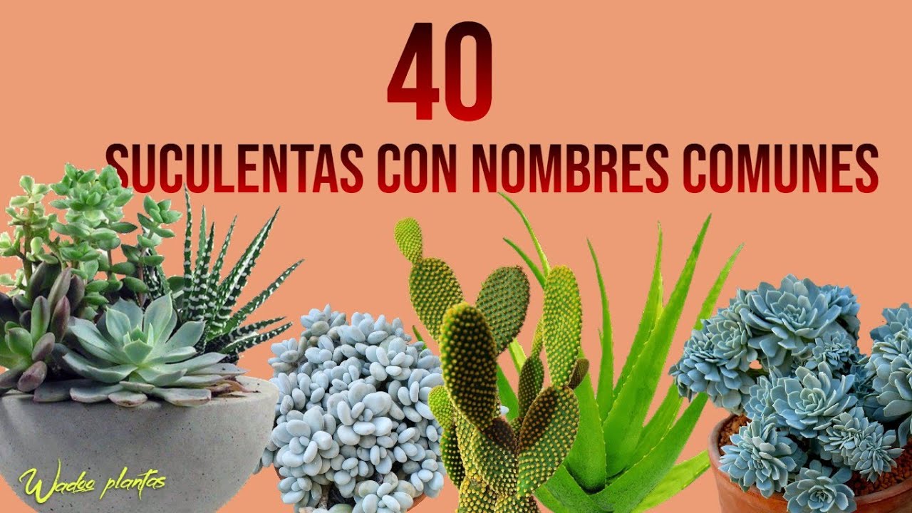 40 SUCULENTAS CON SUS NOMBRES COMUNES