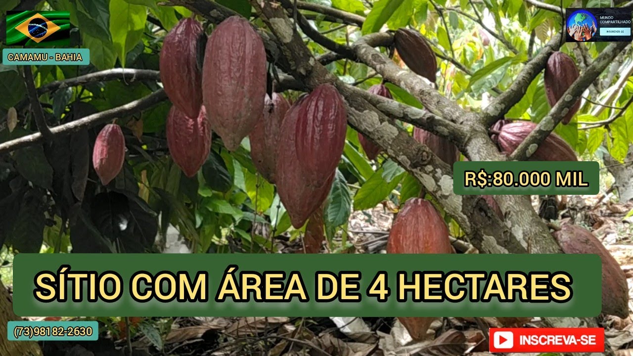 PROPRIETÁRIO DESISTIU DA VENDA Sítio com área de 4 hectares por R$:80.00 mil, Camamu na Bahia.