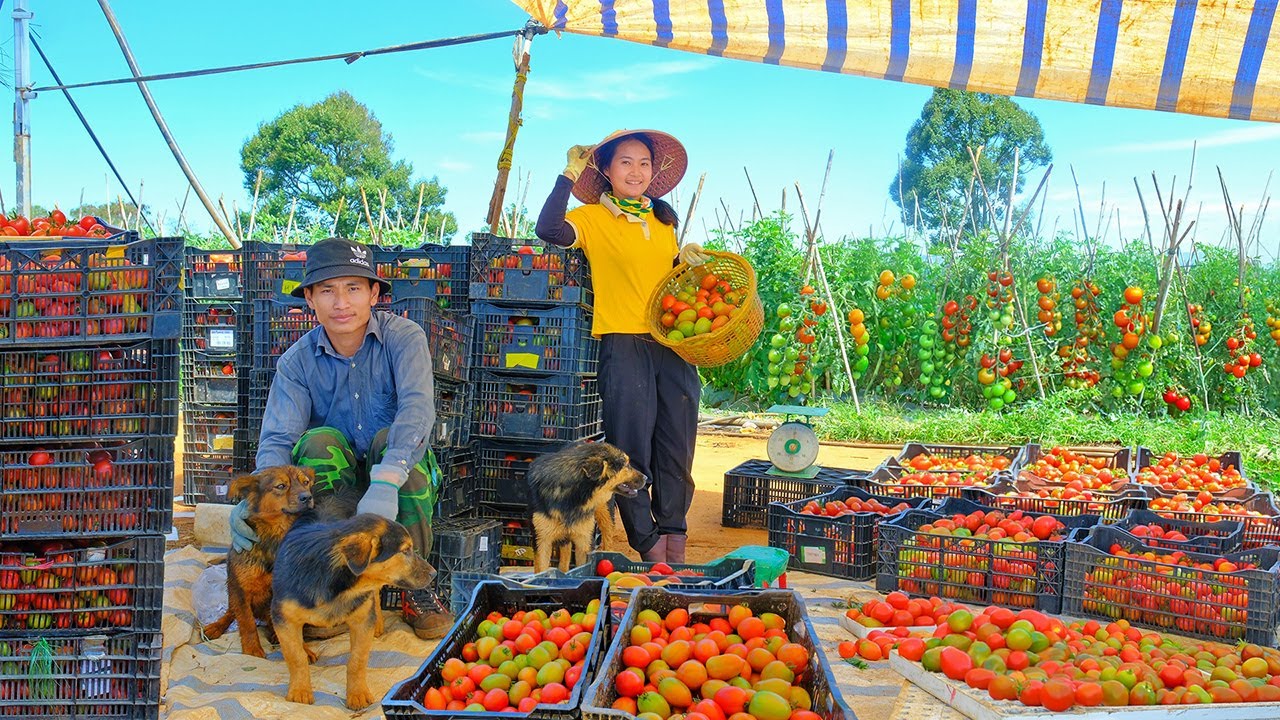 Harvest The First 2000kg Of Tomatoes After 3 Months Of Planting From Brother’s Farm, Sell To Traders