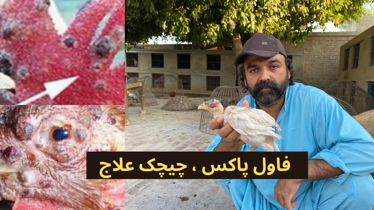 Fowl Pox treatment And Prevention in Chickens