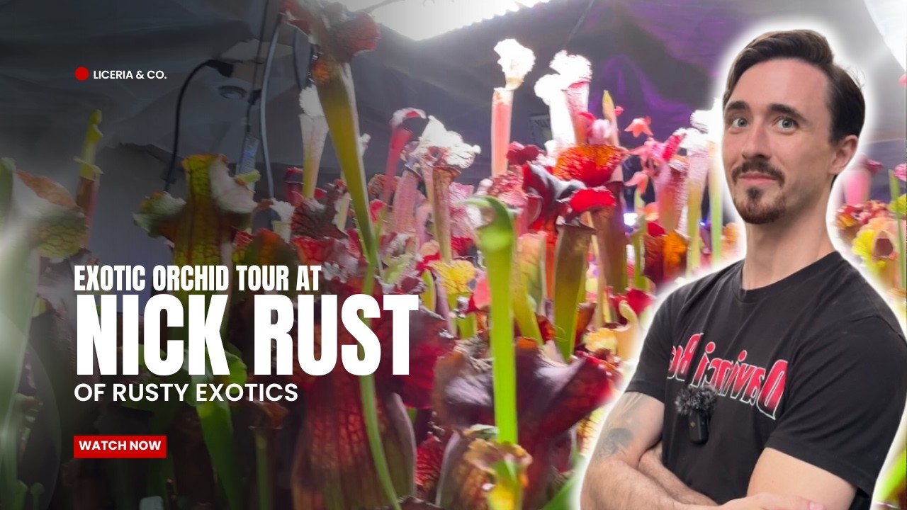Nature's Most Elegant Creations - Stunning Orchids at Rusty Exotics