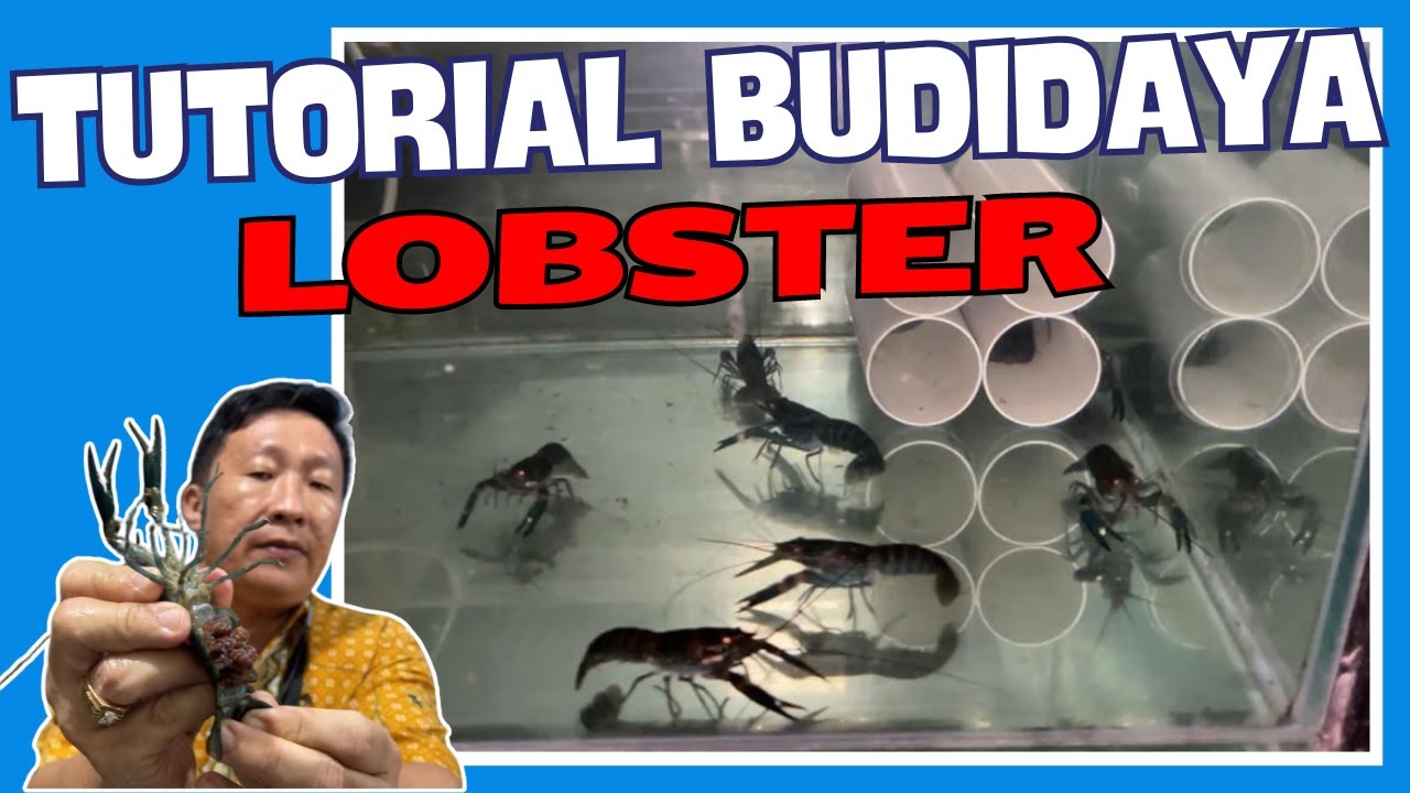 TUTORIAL BUDIDAYA LOBSTER AIR TAWAR #lobster #budidaya #tutorial