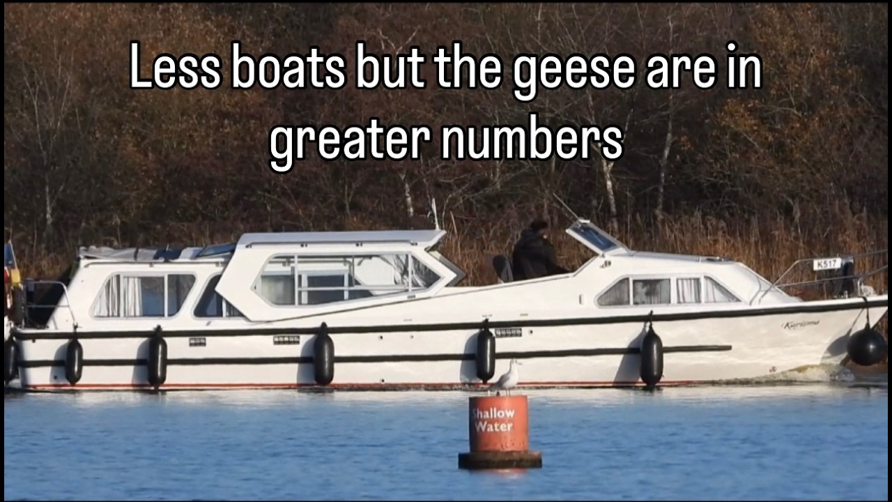 Fewer boats but the geese are in greater numbers