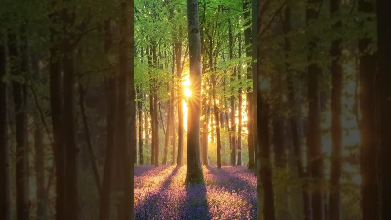 Das Flüstern des Waldes
