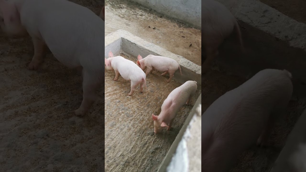 Des porcelets propres et épanouis | 5 nouveaux cochons