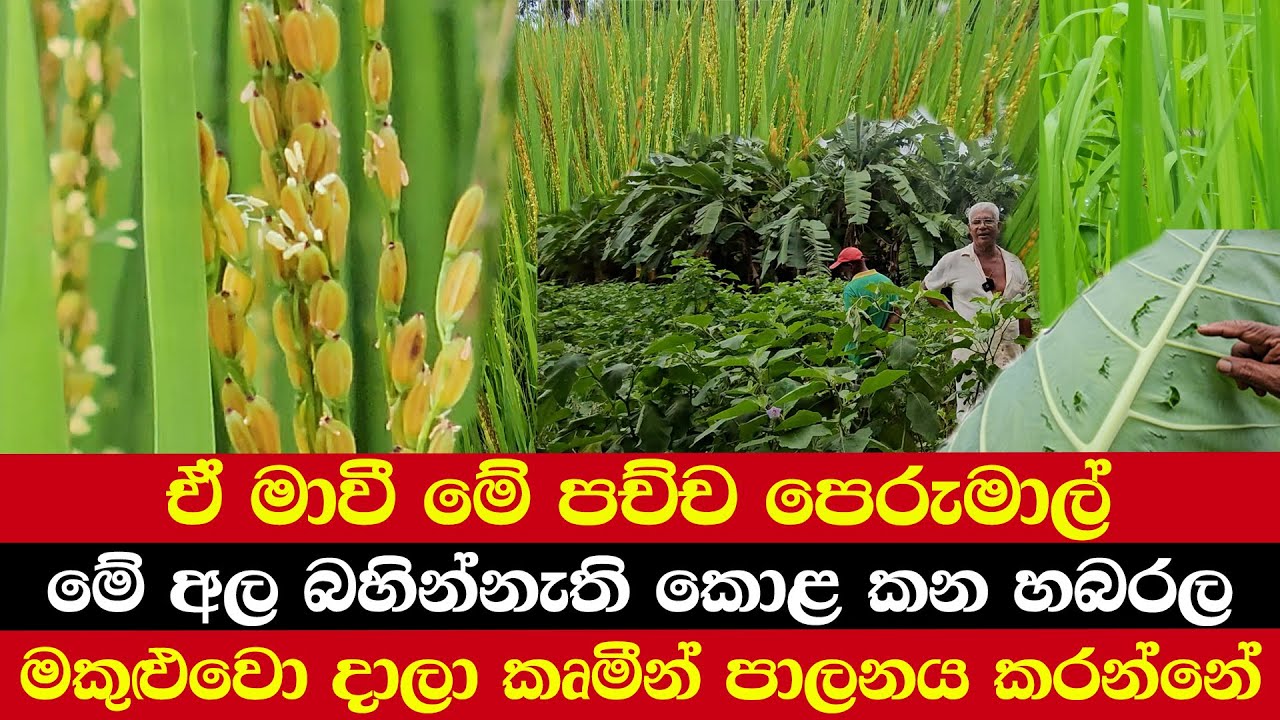 ඒ මාවී මේ පච්ච පෙරුමාල් | මේ අල බහින්නැති කොළ කන හබරල | මං මකුළුවො දාලා කෘමීන් පාලනය කරන්නේ