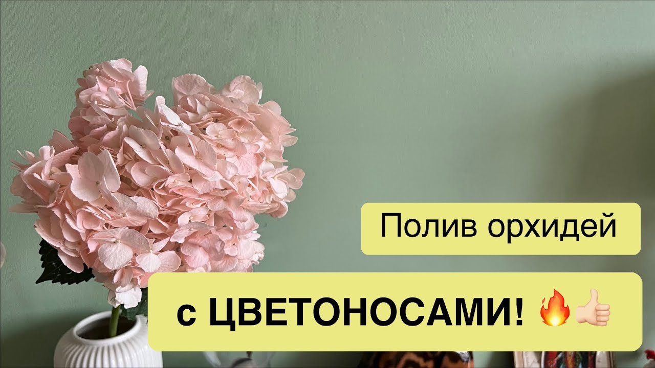 Ответы на ваши вопросы | Цветоносы и полив